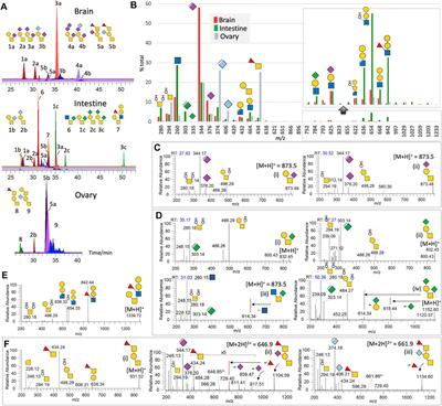 Discovery Sulfoglycomics and Identification of the Characteristic Fragment Ions for High-Sensitivity Precise Mapping of Adult Zebrafish Brain–Specific Glycotopes